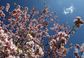 Rozkvetlé květy třešní ve východoněmeckém Rostocku. Meteorologové předpovídají, že tu teploty v následujících dnech stoupnou až na 16 stupňů Celsia. (Foto: profimedia.cz)