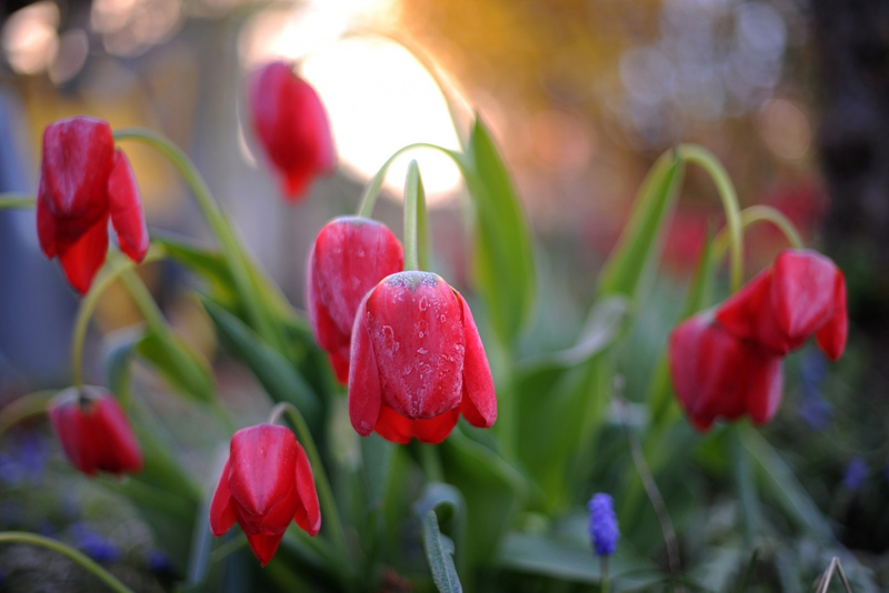 V důsledku ochlazení v posledních dnech zmrzly některé čerstvě rozkvetlé tulipány v německém Kasselu. (Foto: profimedia.cz)