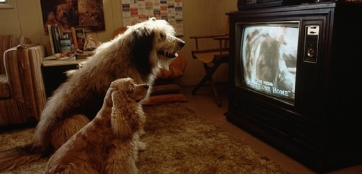 V Americe mají speciální televizní program pro psy.