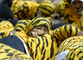 Indonéští aktivisté Greenpeace v převlecích se účastní protestu za ochranu tygra sumaterského v Jakartě. (Foto: ČTK/AP)