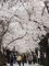Lidé se procházejí pod rozkvetlými třešněmi v parku v jihokorejském Soulu. (Foto: ČTK/AP)