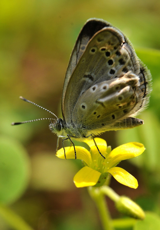 Motýl sedící na květině v Národním parku Kaziranga v indickém Assamu. (Foto: profimedia.cz)