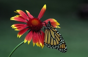 Monarcha stěhovavý (Danaus plexippus).