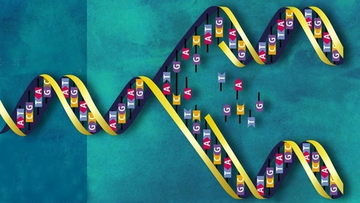 Princip kopírování DNA.