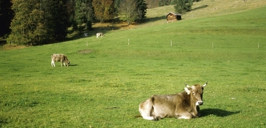 Společnost Bio Shop chce na loukách pást krávy (ilustrační foto).