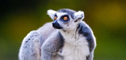 I tento lemur bude nejspíš už od května v pražské zoo k vidění za víc peněz.