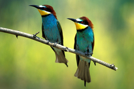 Kromě viditelných barev má ptačí peří i další vzory v UV části spektra. Na snímku párek vlh.