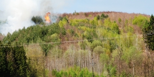 Požár zlikvidoval deset hektarů lesa.