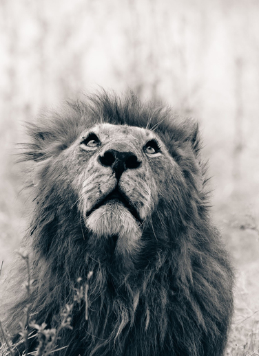 David Lloyd využil svého fotografického umění a zachytil zvířata žijící v Keni a Botswaně. 