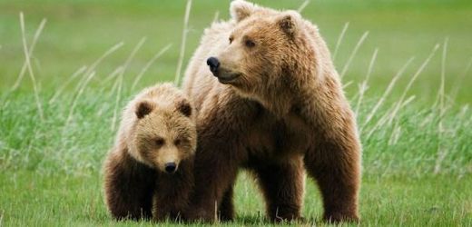 Nejvíce medvědů v Evropě žije v Rumunsku (ilustrační foto).