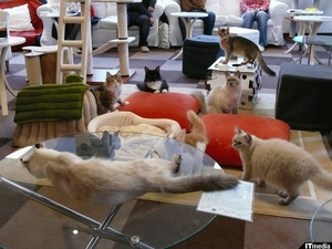 V japonských kočičích kavárnách je víc koček než lidí.