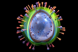 Chřipkový virus rychle mutuje, kdykoli může v přírodě vzniknout pandemický kmen.