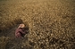 Indická žena sklízí pšenici. (Foto: ČTK/AP) 