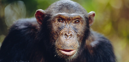 Šimpanzi zřejmě dovedou své chování dlouho dopředu plánovat (ilustrační foto).