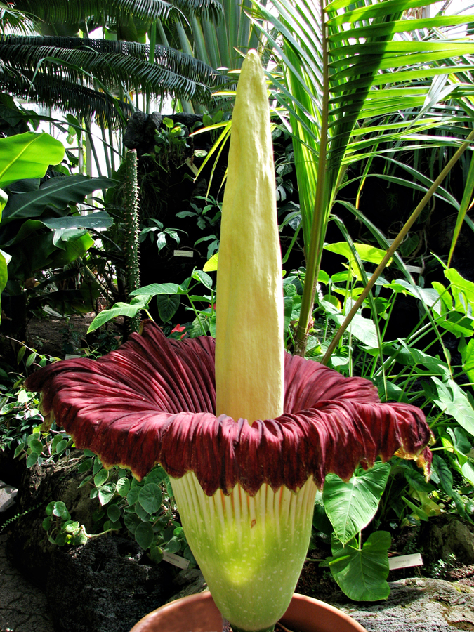 Další vzácná rostlina s odborným názvem Amorphophallus titanum dosahuje pozoruhodné výšky až šesti metrů a nachází se v nízko položených deštných pralesích Indonésie. Vědci mají za to, že jde o nejvzácnější, největší a nejvíce ohroženou květinu planety. Pro svůj život potřebuje vinnou révu a vydává štiplavý zápach shnilého masa, takže se jí říká Mrtvá květina. (Foto: archiv)
