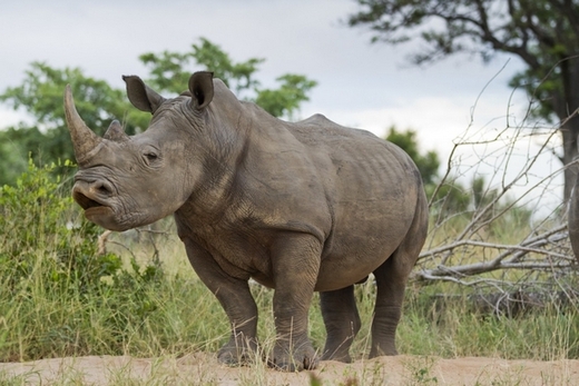Bílý nosorožec v jihoafrické rezervaci Sabi Sabi.