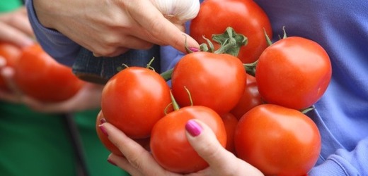 V uplynulých pěti týdnech zdražila rajčata o deset procent.