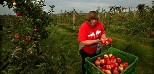 Letošní úroda ovoce bude průměrná, hlásí pěstitelé.
