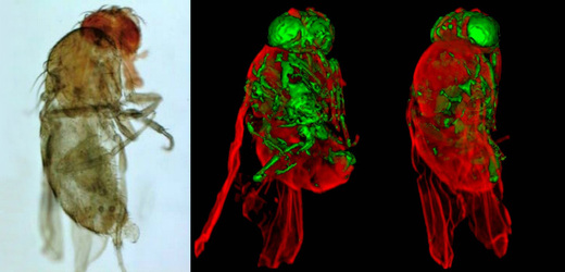 Vlevo odbarvená octomilka, na dvou snímcích vpravo zeleně svítí nervové struktury.