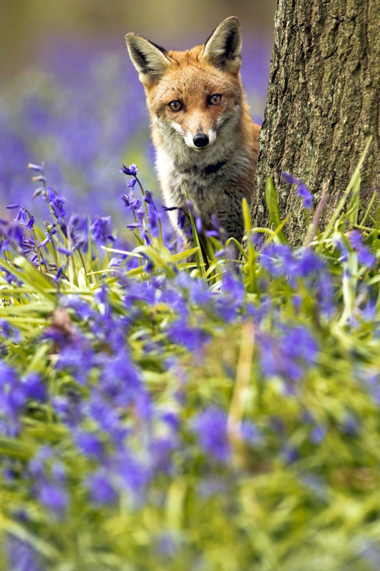 Jedinečný snímek lišky hrající si v obrovském záhonu květin v briském městečku Biggleswade severně od Londýna. (Foto: profimedia.cz)