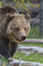 Medvěd grizzly v Yellowstoneském národním parku v americkém státě Wyoming. (Foto: profimedia.cz)