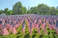 Americké vlajky k uctění památky 33 tisíc obyvatel Massachusetts, kteří padli ve vojenských konfliktech od války Severu proti Jihu do současnosti na půdě Spojených států i mimo ni. (Foto: ČTK/AP).