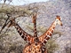 Žádné bájné zvíře, ale tři šikovně pózující žirafy vyfotografoval Tony Murtagh, návštěvník keňské přírodní rezervace Samburu. (Foto: ČTK/AP).
