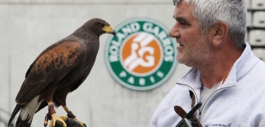 O pořádek na Roland Garros se starají i vycvičení dravci.