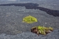 I na havajském vulkánu může místy růst zeleň. 