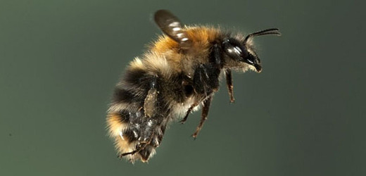 Včelí bodnutí může nejen alergikům způsobit smrt. 