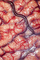 Povrch lidského mozku zachycený během operace, která měla pacienta zbavit epilepsie. Jasně patrné jsou rudé tepny zásobující mozek živinami a kyslíkem, stejně jako fialové žíly odvádějící odkysličenou krev. Foto: Robert Ludlow, UCL Institute of Neurology, London.