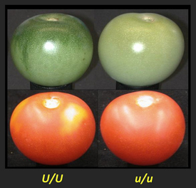 Vlevo normální rajče, které v supermarketu nekoupíte. Vpravo vyšlechtěná odrůda chudá na cukry a další látky.