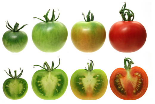 Normální rajče zraje tak, že různé části plodu mění barvu postupně. O to ale zákazníci nestojí.