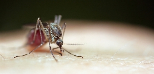 Malárii přenášejí komáři (ilustrační foto).