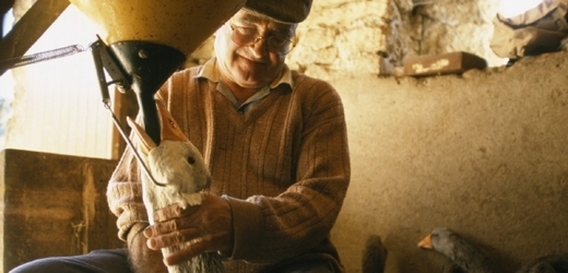 Kvůli metodě překrmování hus a kachen foie gras zakázali (ilustrační foto).