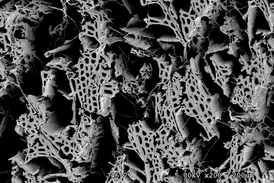 Snímek z elektronového mikroskopu zachycuje dřevo napadené bílým tlením.