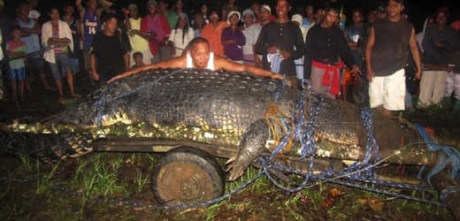 Krokodýl měří přes šest metrů.
