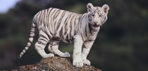 Tygr bílý patří mezi ohrožené druhy.