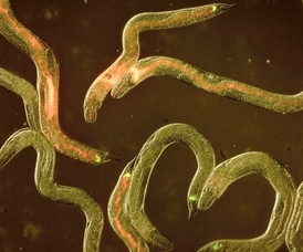 Detailní pohled na červy Heterorhabditis bacteriophora.