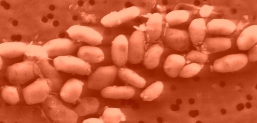 Bakterie z kalifornského jezera Mono je sice šikulka, arzen do své DNA však zabudovat neumí.