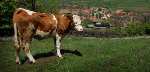 Krávy také cítí strach ze smrti (ilustrační foto).