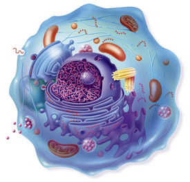 V buňkách lidského těla probíhají každou sekundu miliardy biochemických reakcí. Jak se v nich má pět teplotních čidel vyznat?