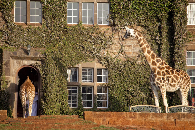 Žirafy se volně pohybují po 140akrovém pozemku hotelu. (Foto: profimedia.cz)