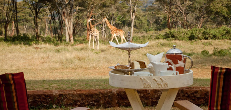 Hotel stojí dvacet kilometrů od centra Nairobi, a vyhovuje tak svým tichým prostředím zvědavým zvířatům. (Foto: giraffemanor.com)