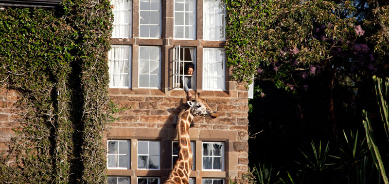 Hosté v normálním hotelu se obvykle protahují na terasách a užívají si výhled, tady se stačí natáhnout a pohladíte si žirafu. (Foto: giraffemanor.com)