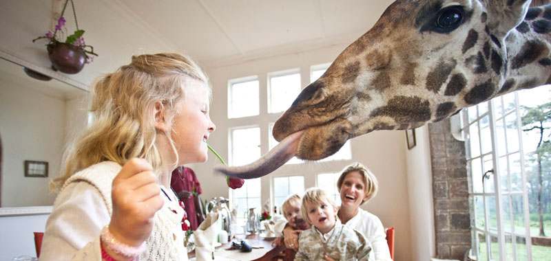 Okna v jídelně jsou schválně postavena tak, aby se žirafy pohodlně dostaly dovnitř a třeba vám i olízly tvář, když to zrovna nečekáte. (Foto: giraffemanor.com)