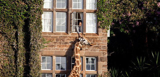 Hosté v normálním hotelu se obvykle protahují na terasách a užívají si výhled, tady se stačí natáhnout a pohladíte si žirafu. (Foto: giraffemanor.com)