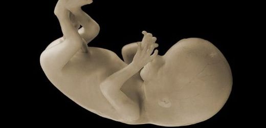 Lidské embryo (ilustrační snímek). 