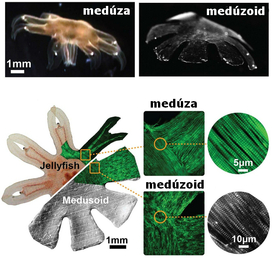 Svalová vlákna jsou v medúzoidu uspořádána podobně jako v živé medúze.