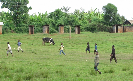 Vedle školního hřiště učitelé s žáky zasadili stromy. Po několika letech dřevo prodali a za utržené peníze koupili krávu.